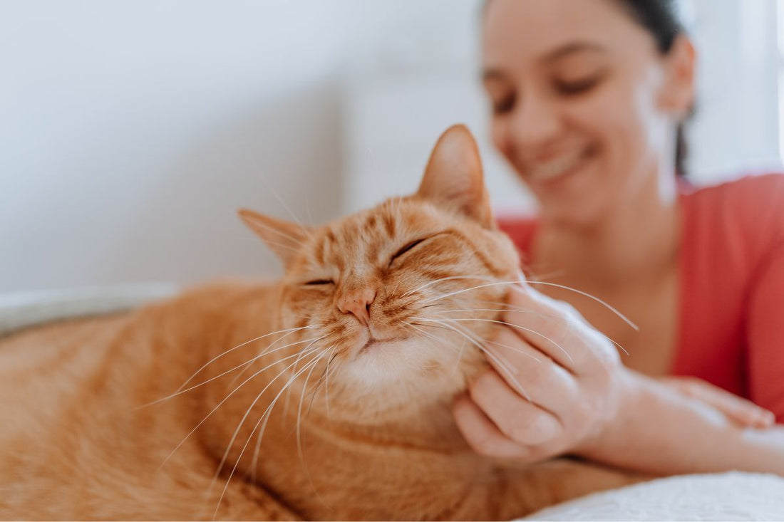 The Best Gift Ideas for Cat Owners