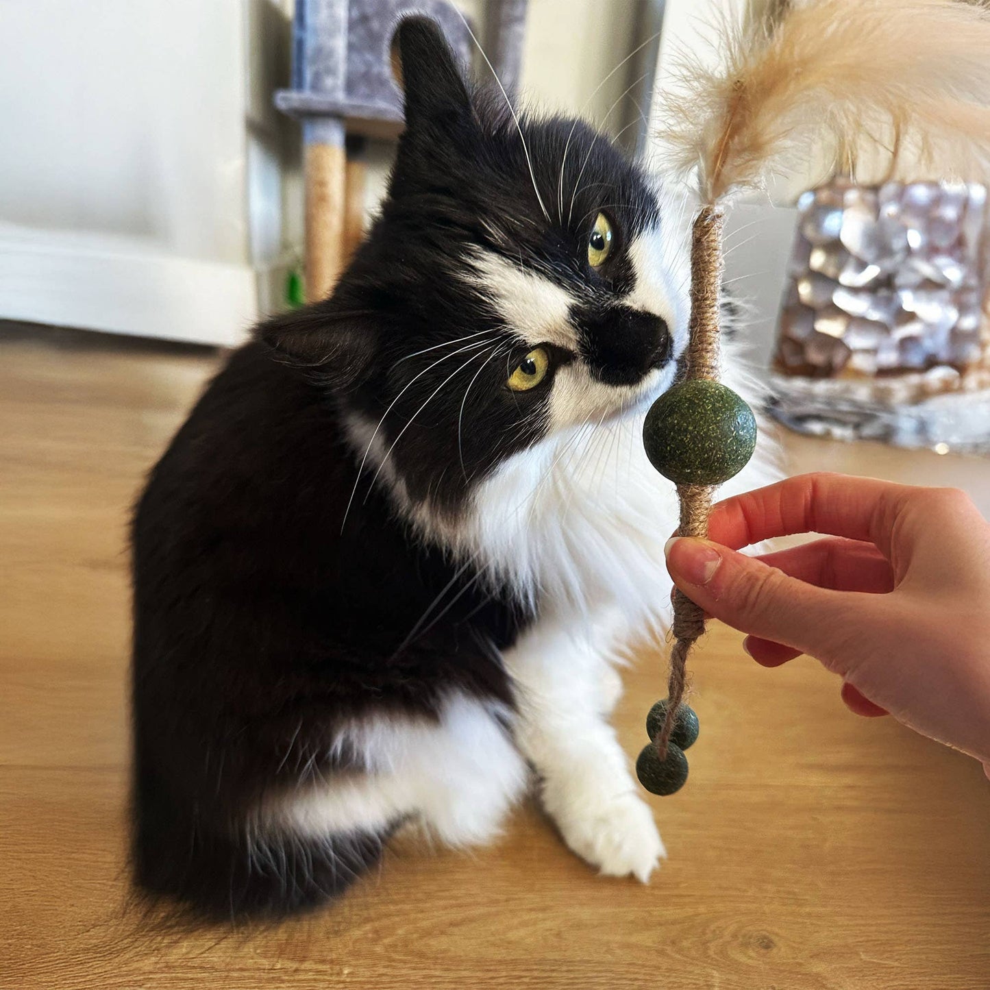 Black and white cat playing with a string toy on a wooden floor.