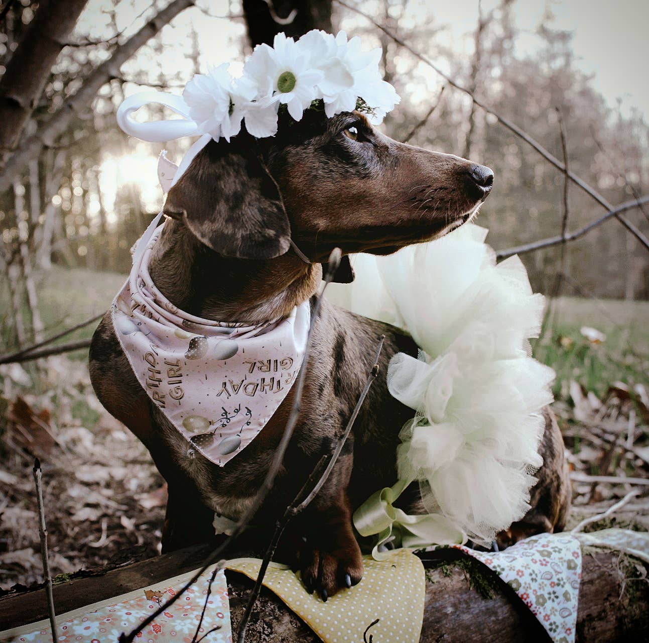 Dachshund wearing a flower crown and bandana in a natural setting