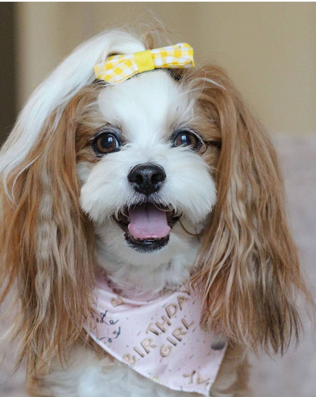Dog with a yellow bow and pink bandana on a blurred background