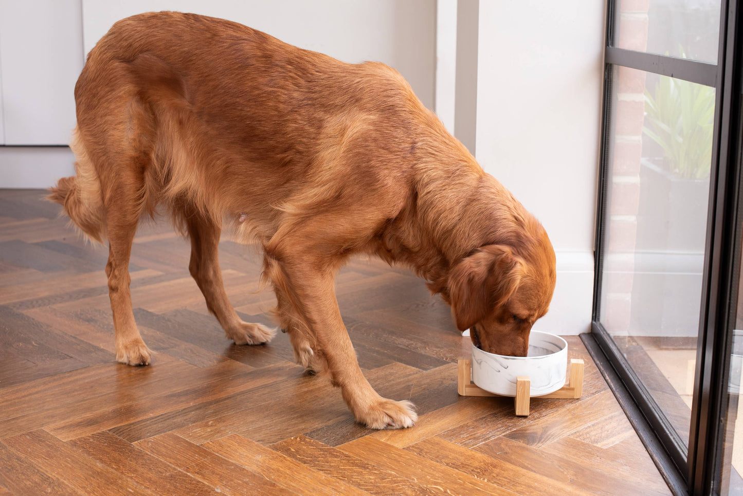 Dog drinking from a bowl on a wooden floor