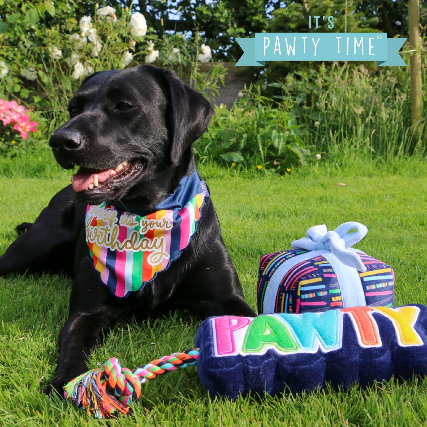 Black dog with birthday-themed bandana and toys on grass, with text 'It's Pawty Time'.