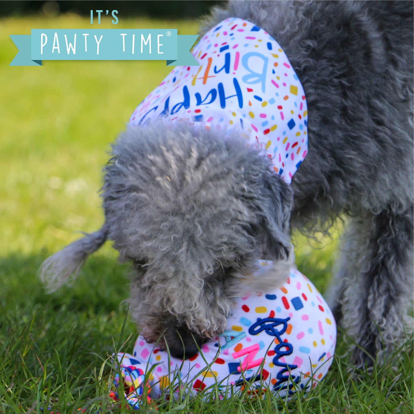 Dog playing with a colorful ball on grass, wearing a 'Happy Birthday' hat.