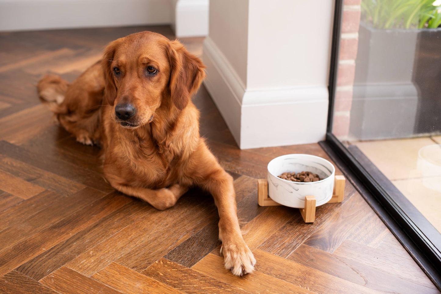 Brown dog lying on a wooden floor next to a white bowl with food.