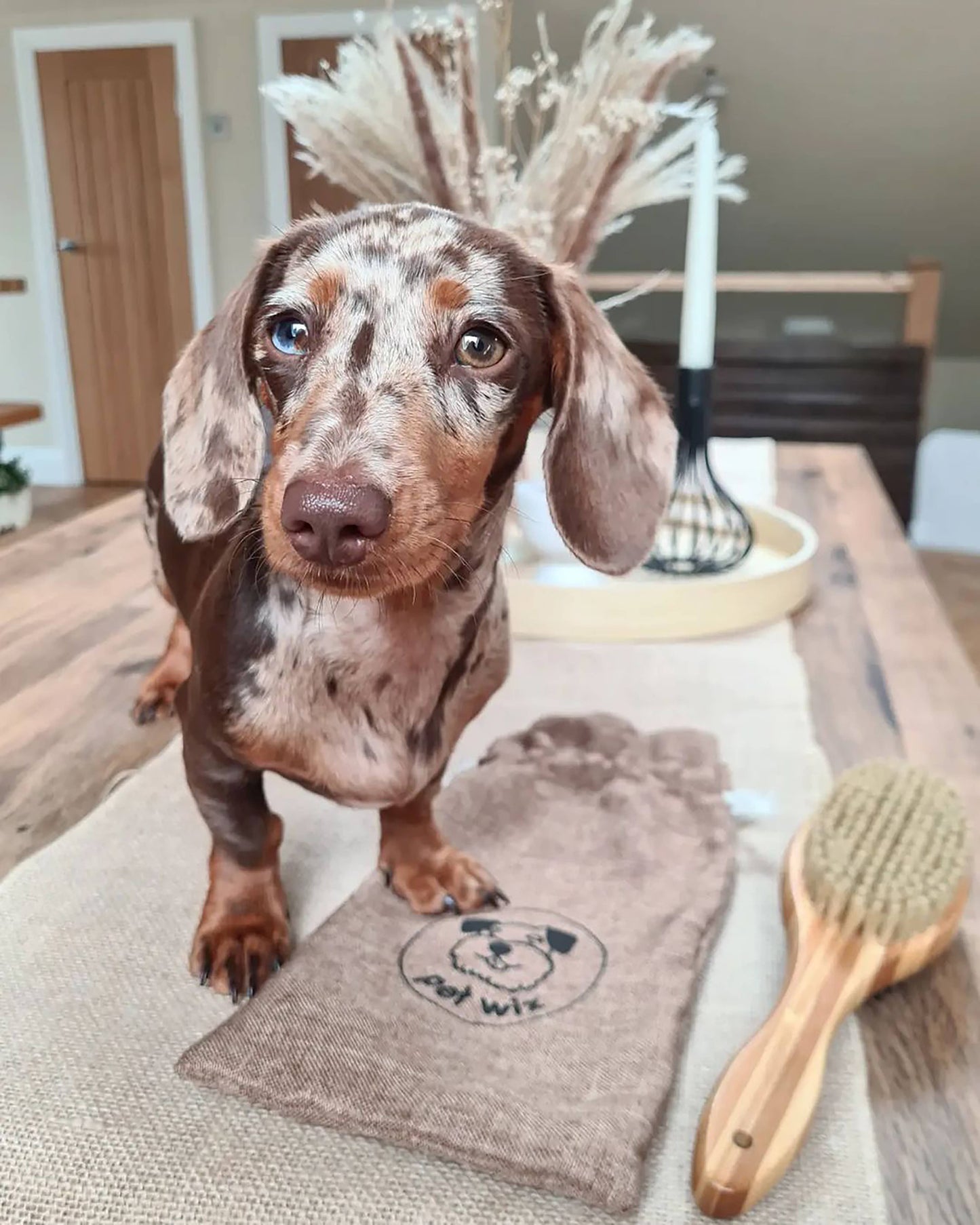 Dachshund with grooming tools on a table