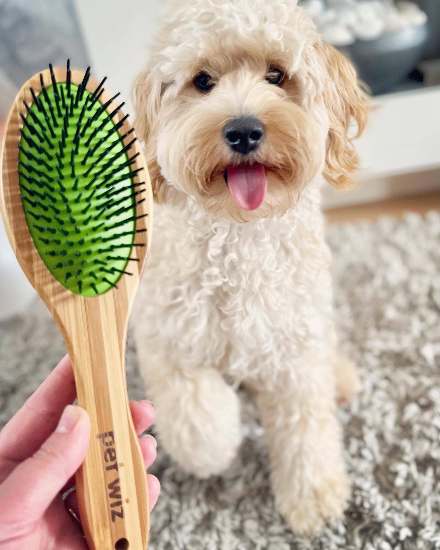 Dog with a brush ready for grooming
