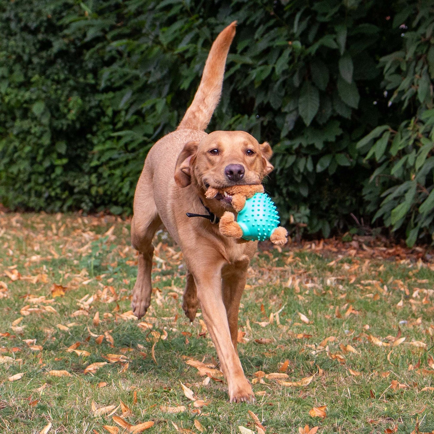 Dog running outdoors with a toy in its mouth, surrounded by greenery and fallen leaves.