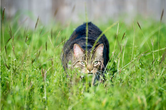 Why Do Cats Bring Gifts Home?