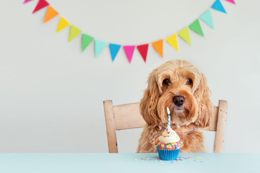 How to Celebrate Your Dog’s Birthday
