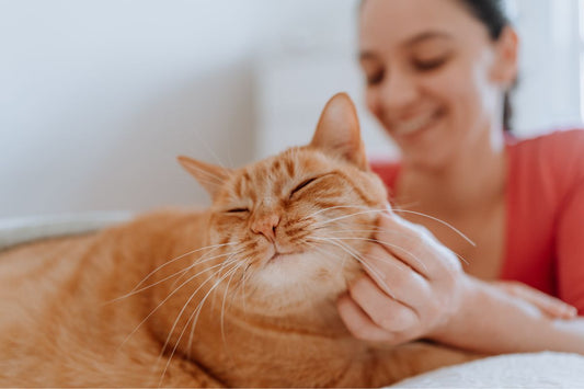The Best Gift Ideas for Cat Owners