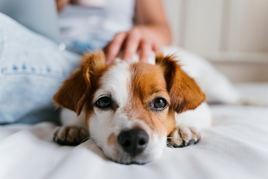 Gift Ideas for Dog Owners Under £10