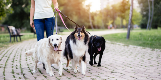 women walking three dogs in a park