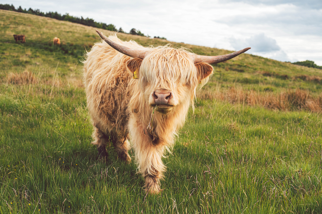 highland cow in a field