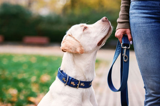 What to Buy Someone Who Has Lost a Dog