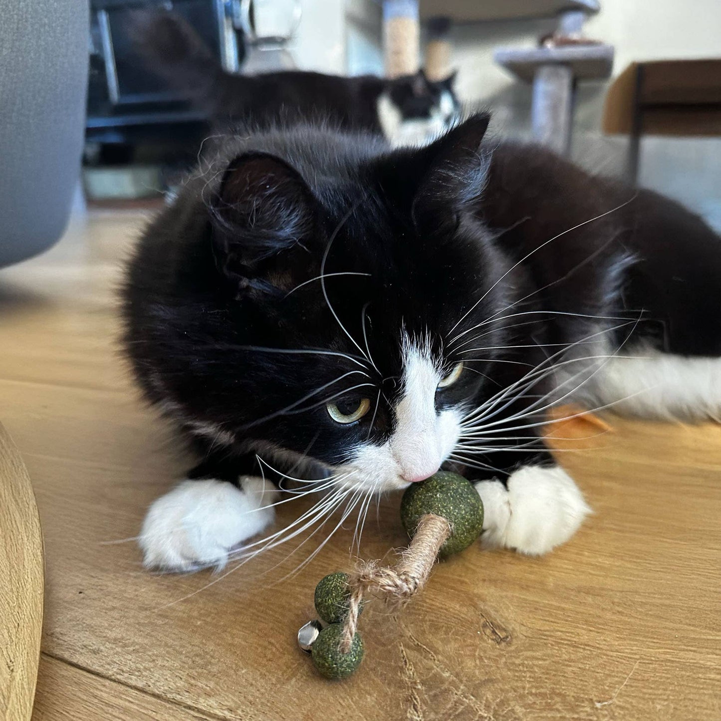 Black and white cat playing with a green cat toy on a wooden floor.