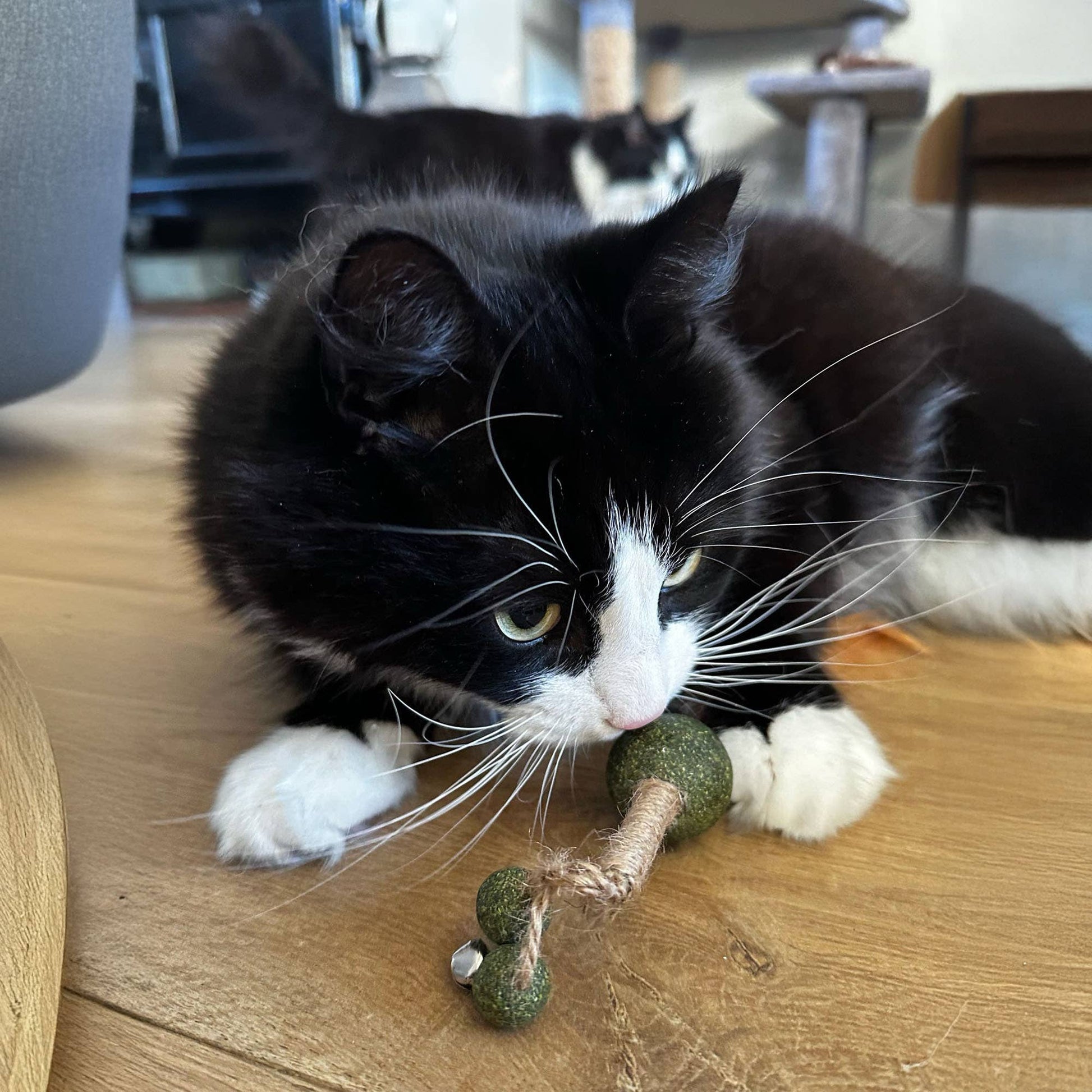 Black and white cat playing with a green cat toy on a wooden floor.