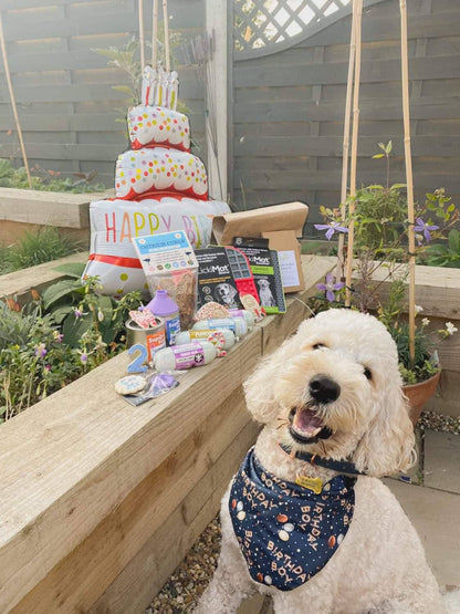 Dog sitting next to a birthday cake with candles on a wooden deck.