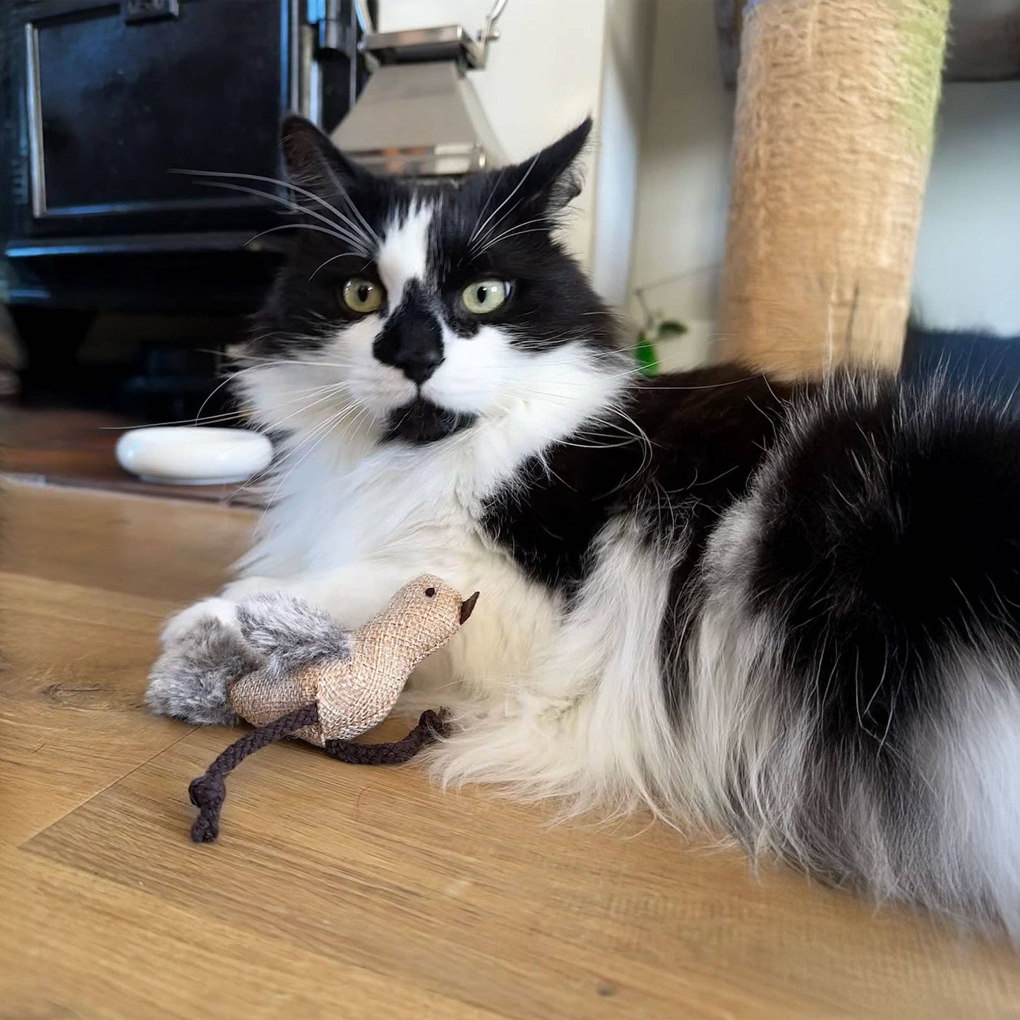 Black and white cat playing with a toy on a wooden floor