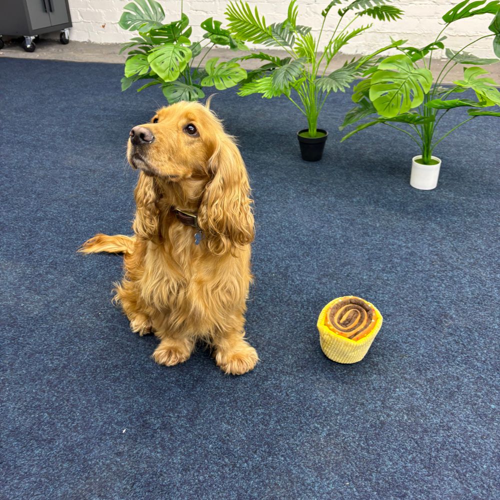 Dog standing on a blue carpet next to a toy resembling a cinnamon roll, with plants in the background.