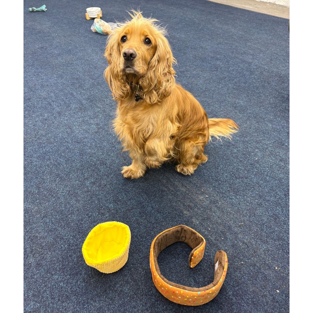 Dog sitting on a blue carpet with a yellow and brown toy in front of it