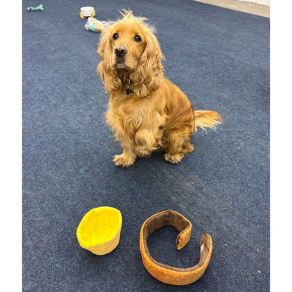 Dog sitting on a blue carpet with a yellow and brown toy in front of it