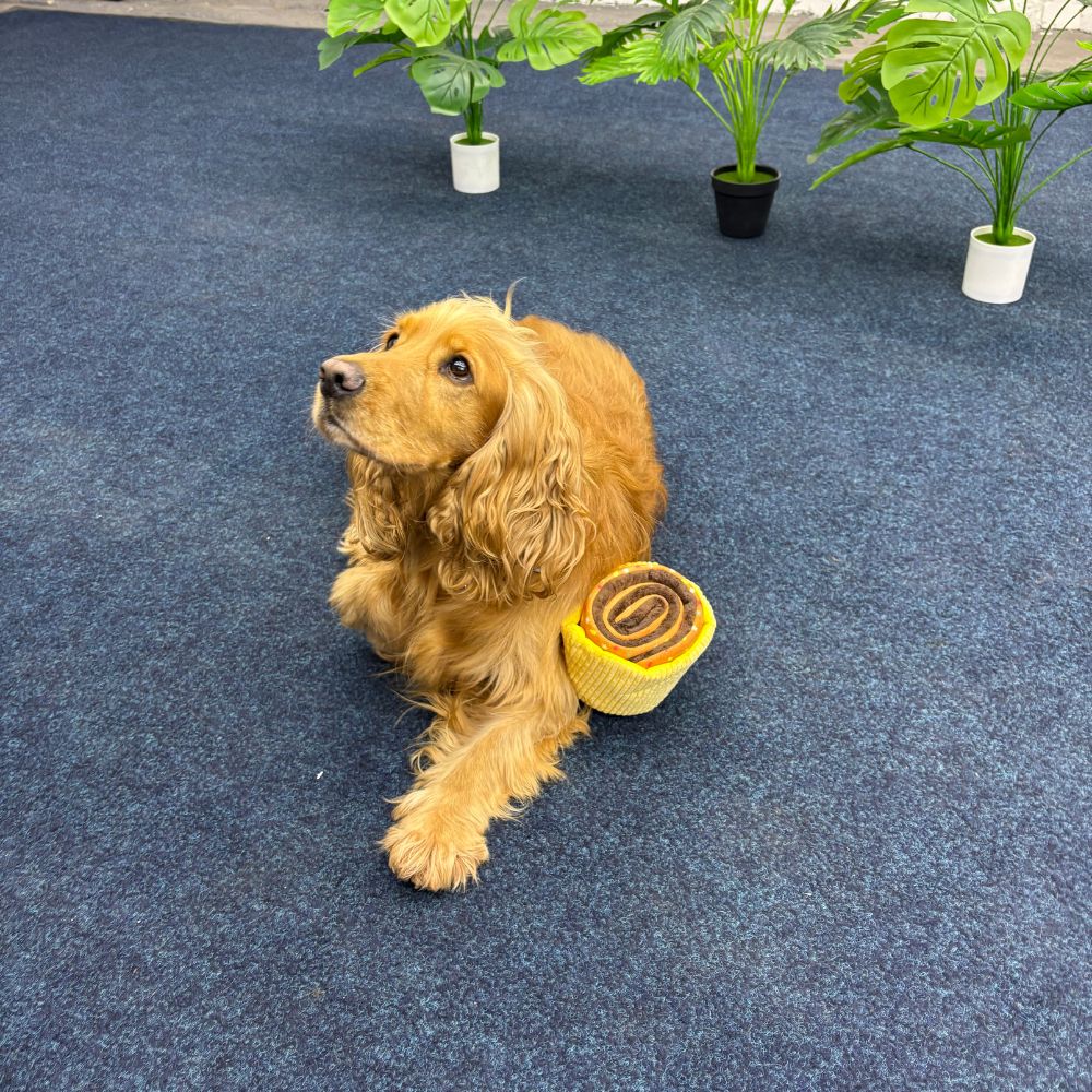 Dog with a cupcake toy on a blue carpeted floor with plants in the background