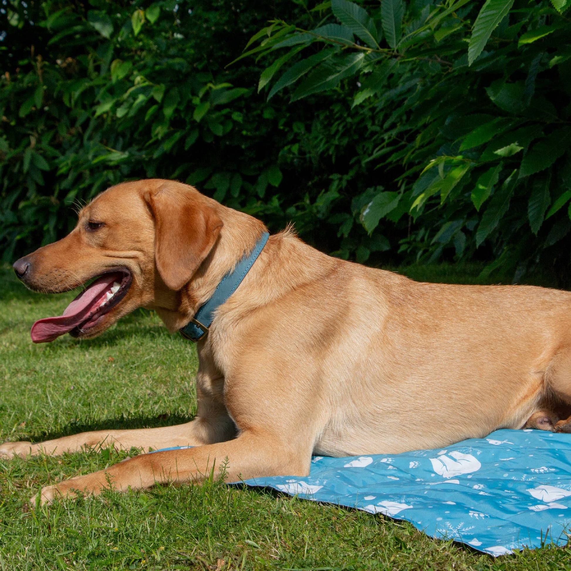 Dog lying on a blue cooling mat with white patterns in a grassy area with green foliage.