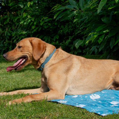 Dog lying on a blue cooling mat with white patterns in a grassy area with green foliage.