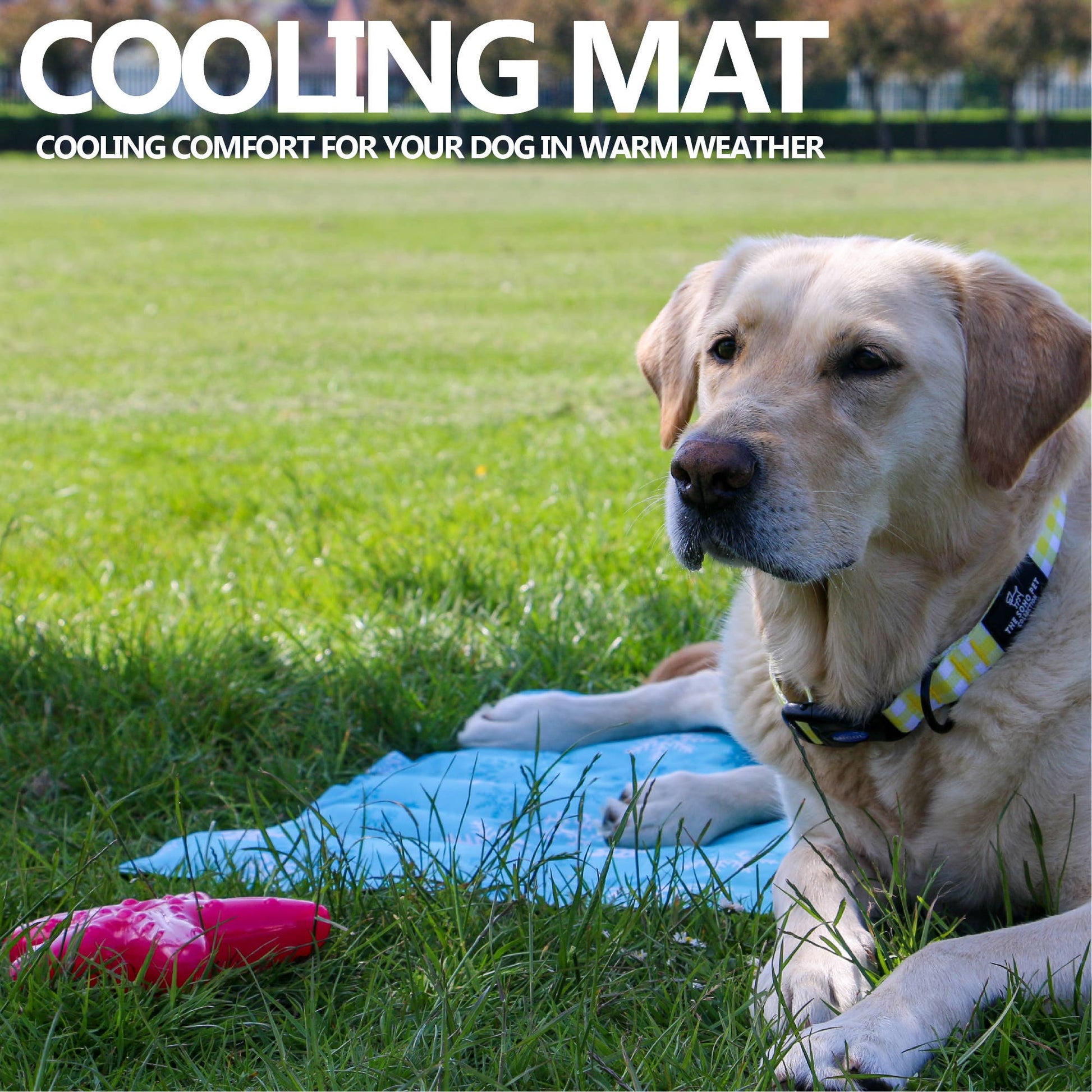 Dog lying on a cooling mat in the grass with text about cooling comfort for dogs in warm weather.