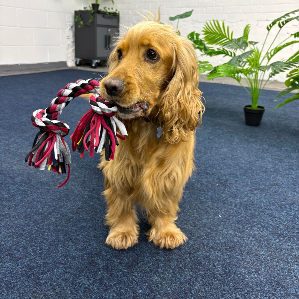 Dog holding a braided rope toy on a blue carpeted floor with plants in the background