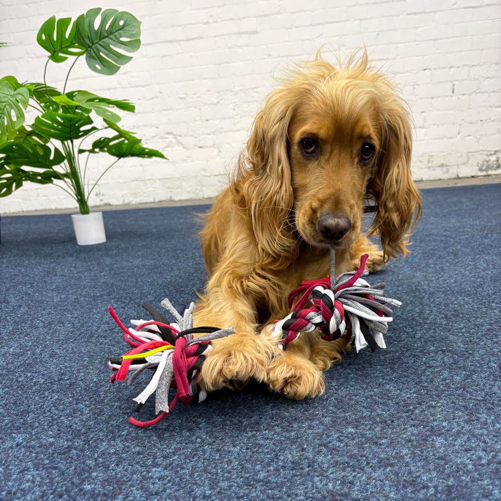 Dog playing with a colorful rope toy on a blue carpeted floor.