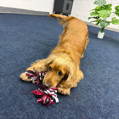 Dog playing with a toy on a blue carpeted floor.