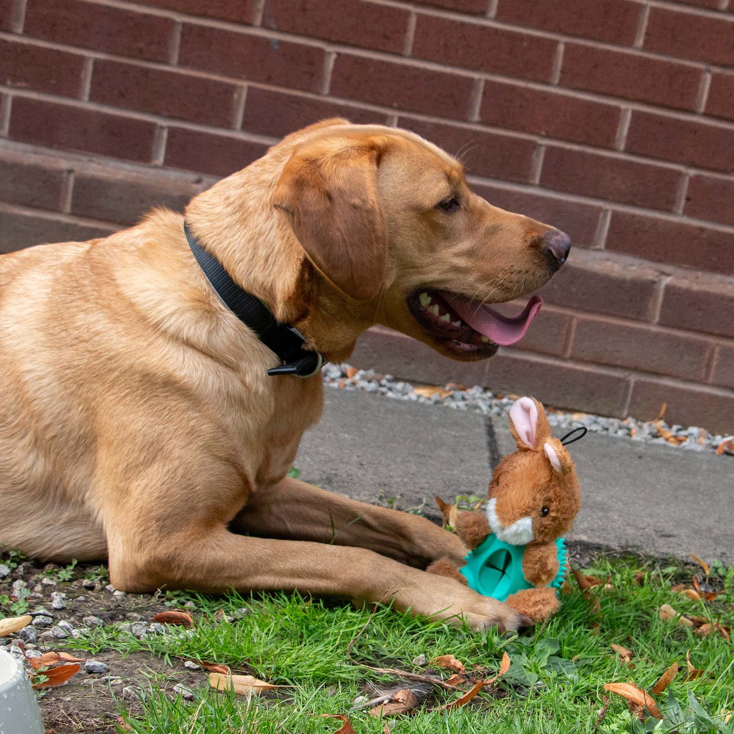 Dog lying on grass next to a stuffed toy, with a brick wall in the background