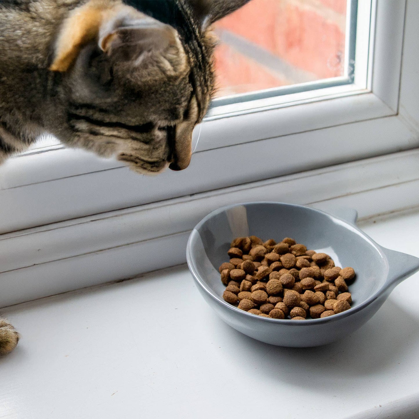 Cat looking at a bowl of kibble on a windowsill