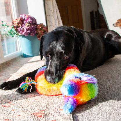 Black dog lying on a carpet with a colourful toy in a home setting
