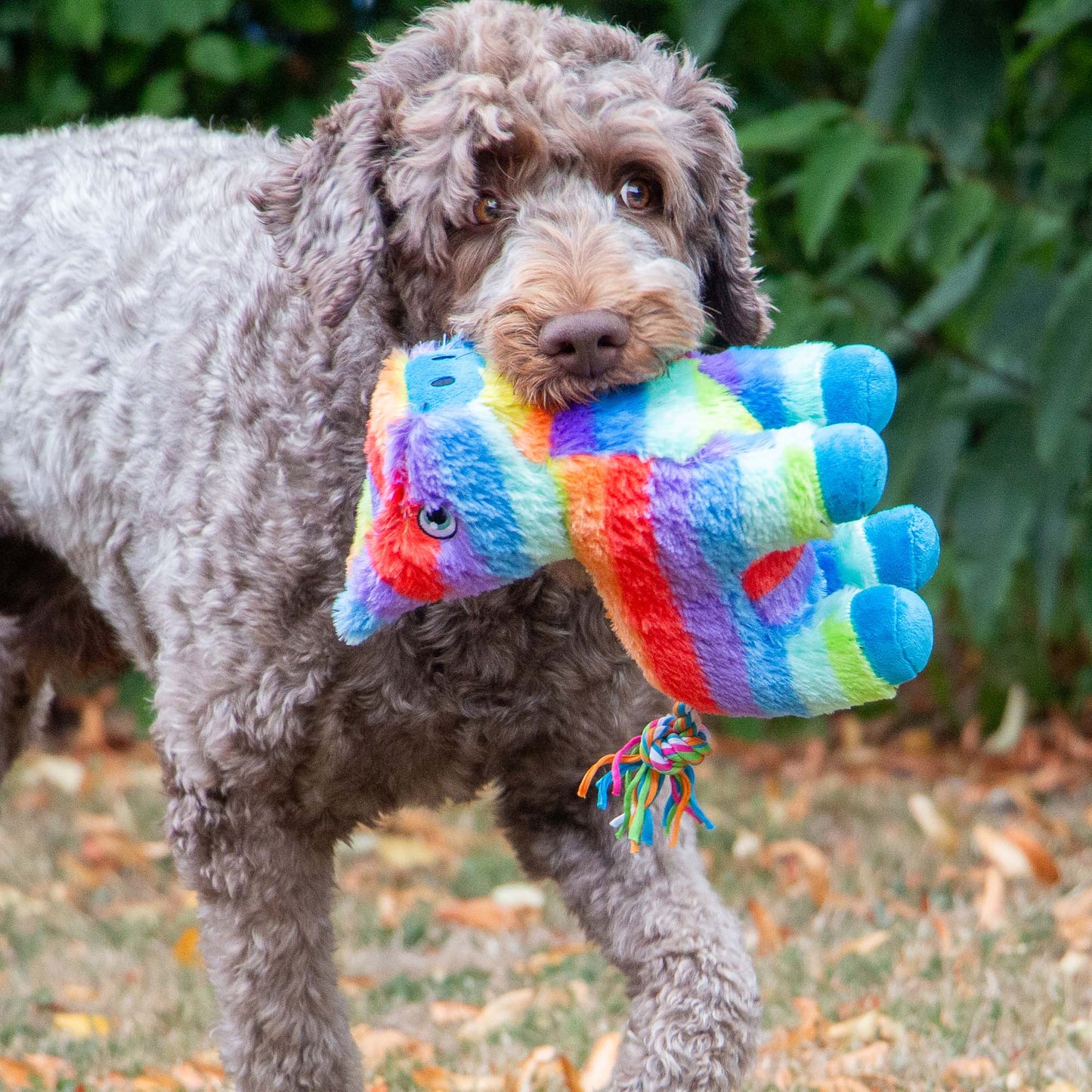 Dog holding a colourful toy in its mouth outdoors