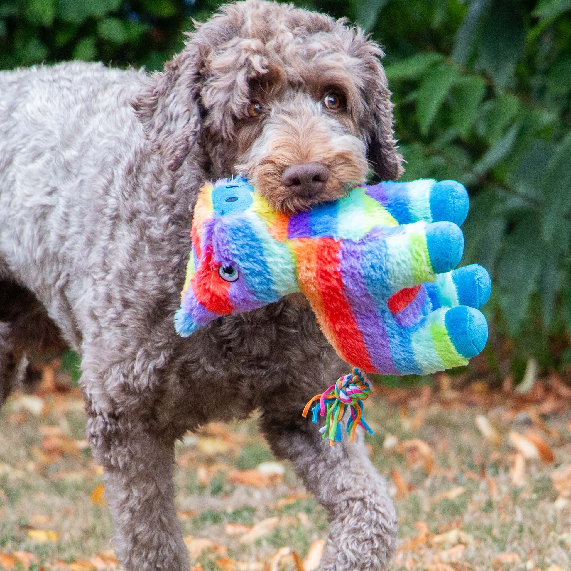 Dog holding a colourful toy in its mouth outdoors