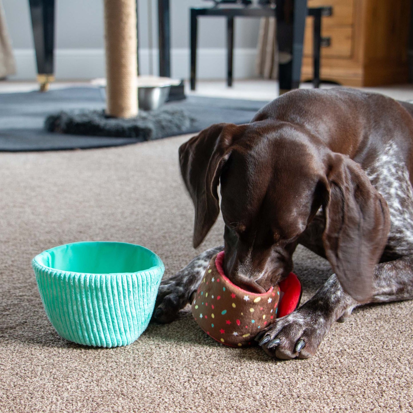 Dog playing with a colorful toy on a carpeted floor