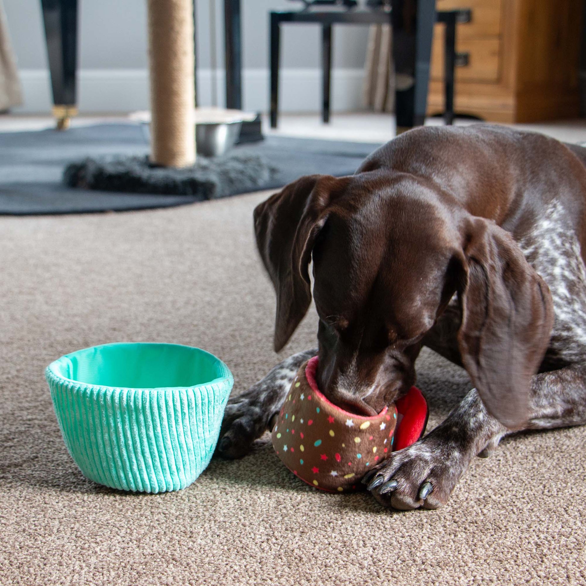 Dog playing with a colorful toy on a carpeted floor